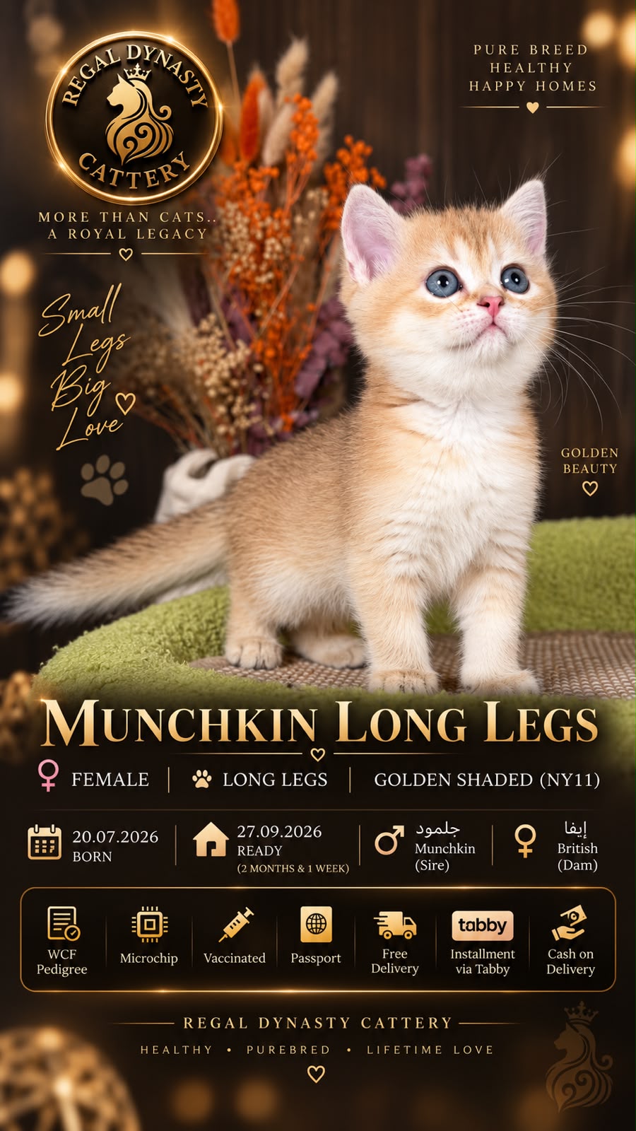 Munchkin Female – Long Legs - Image 2