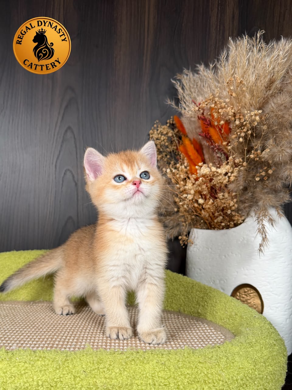 Munchkin Female – Long Legs - Image 3