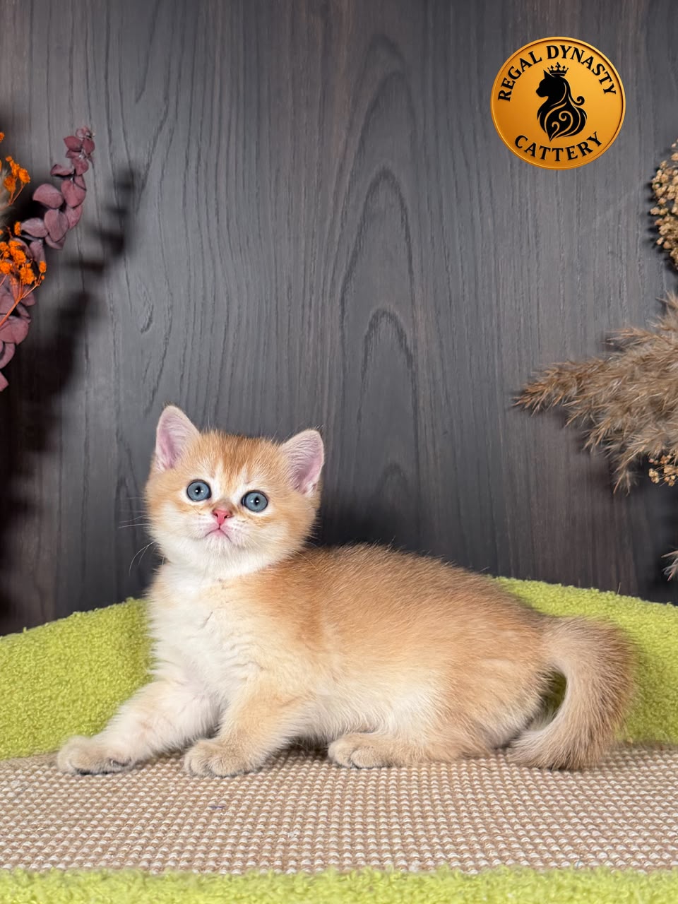 Munchkin Female – Long Legs - Image 4