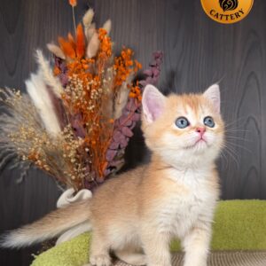 Munchkin Female – Long Legs