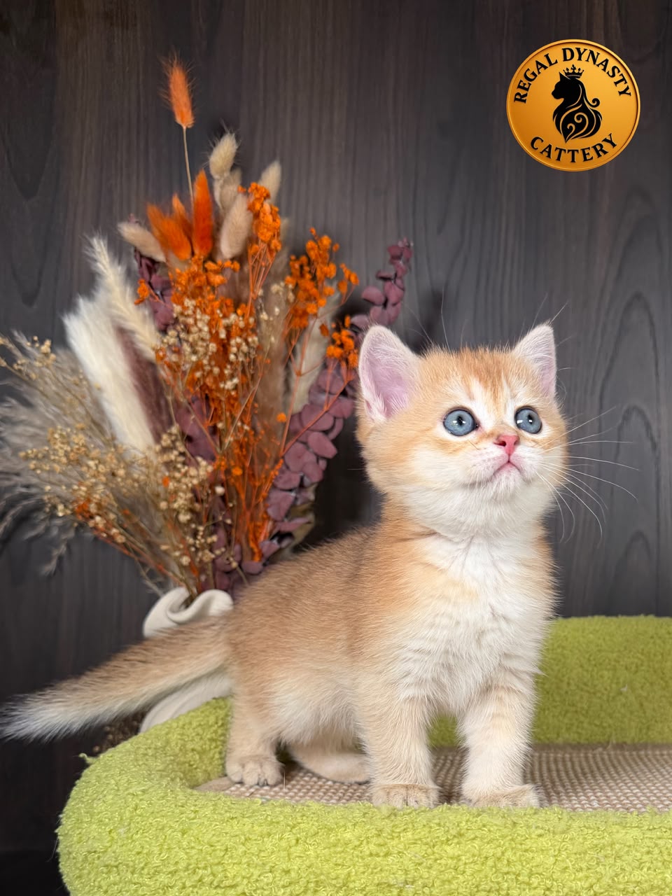 Munchkin Female – Long Legs