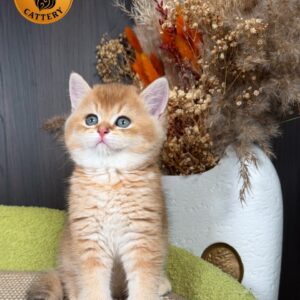 Munchkin Male – Long Legs