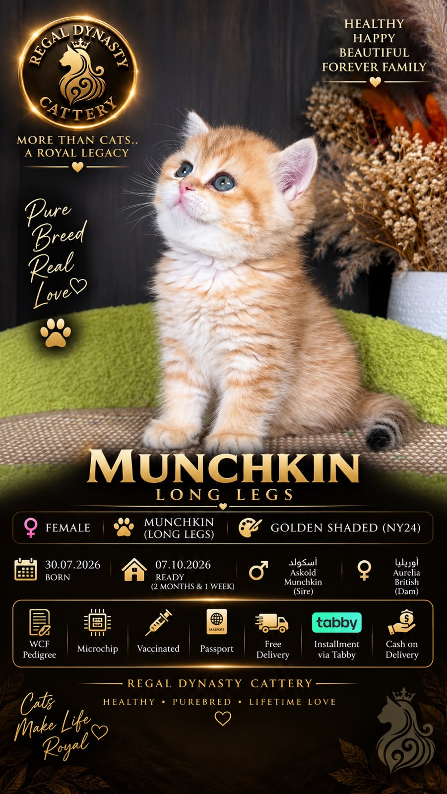 Munchkin Female – Long Legs - Image 2