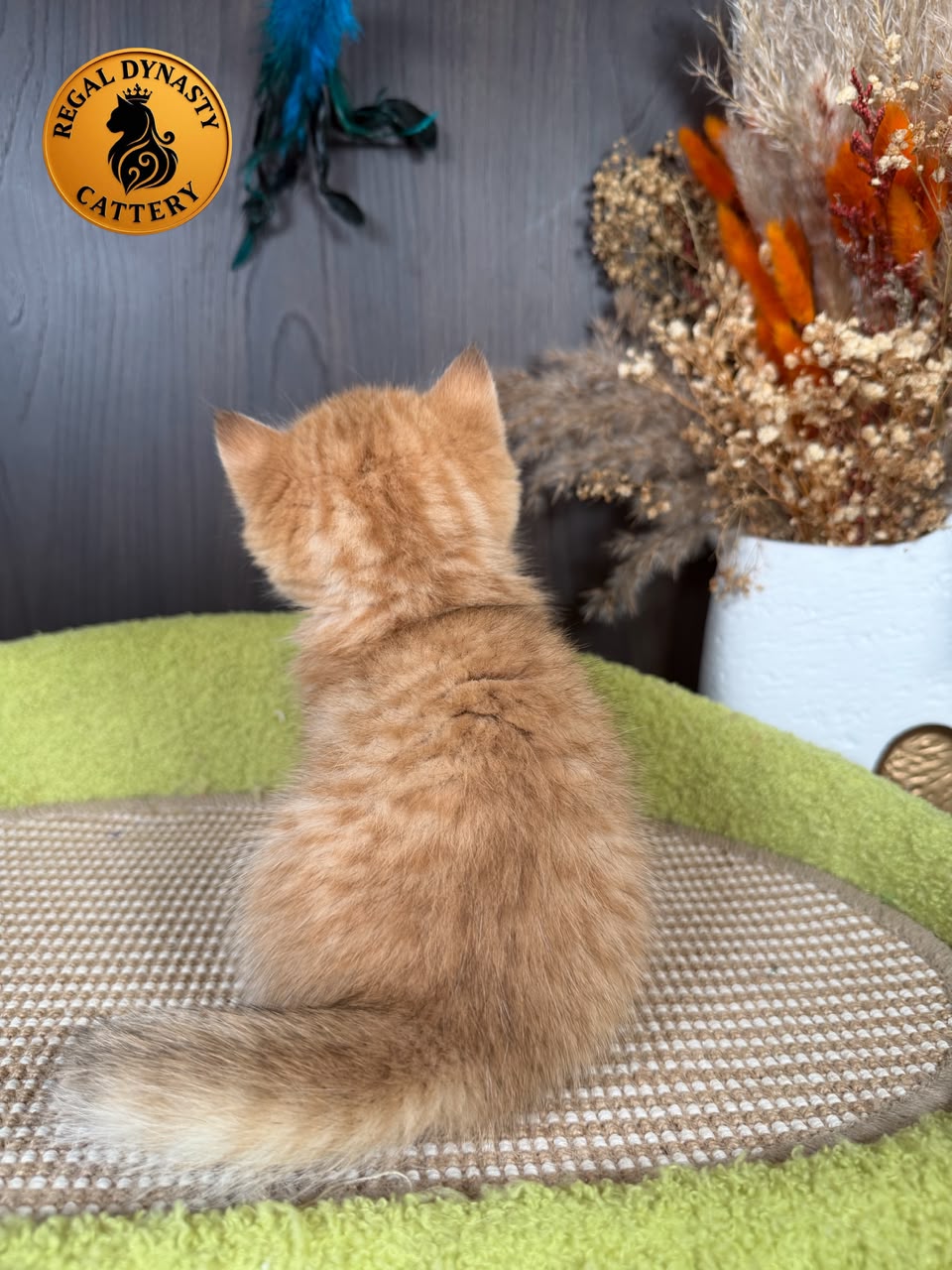 Munchkin Female – Long Legs - Image 4