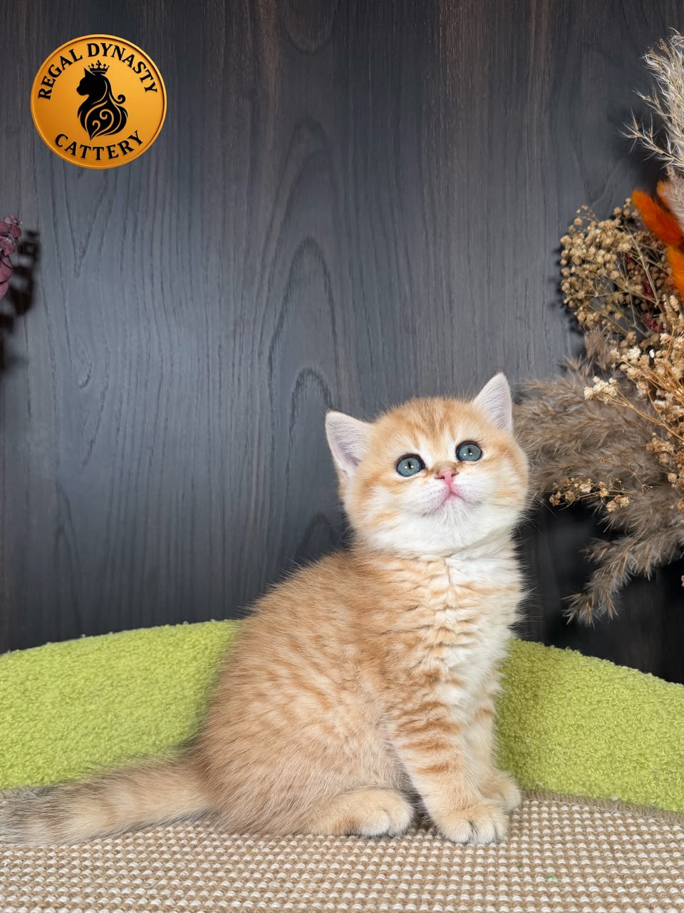 Munchkin Female – Long Legs - Image 5