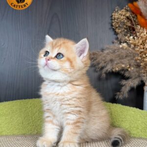 Munchkin Female – Long Legs