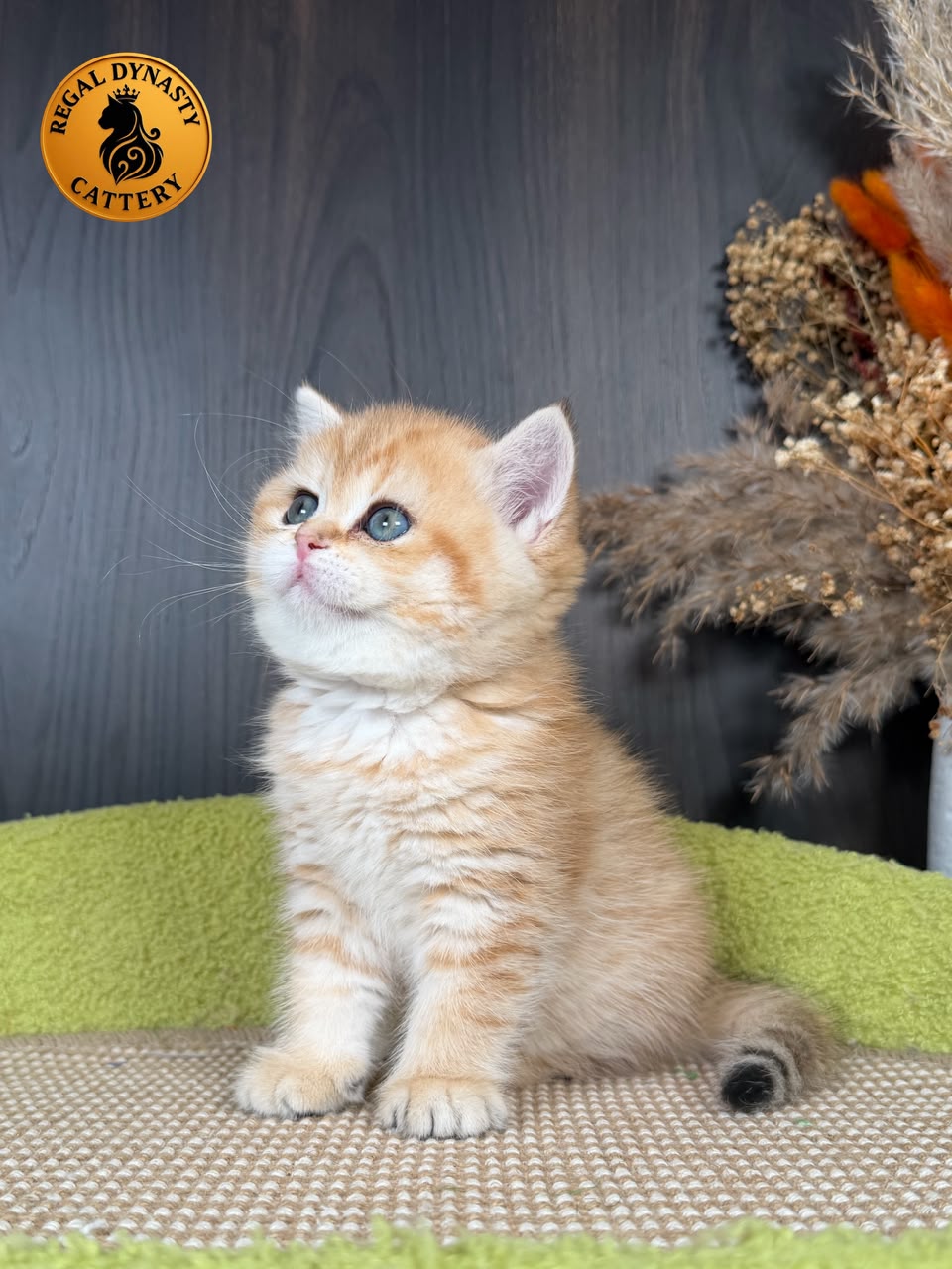 Munchkin Female – Long Legs