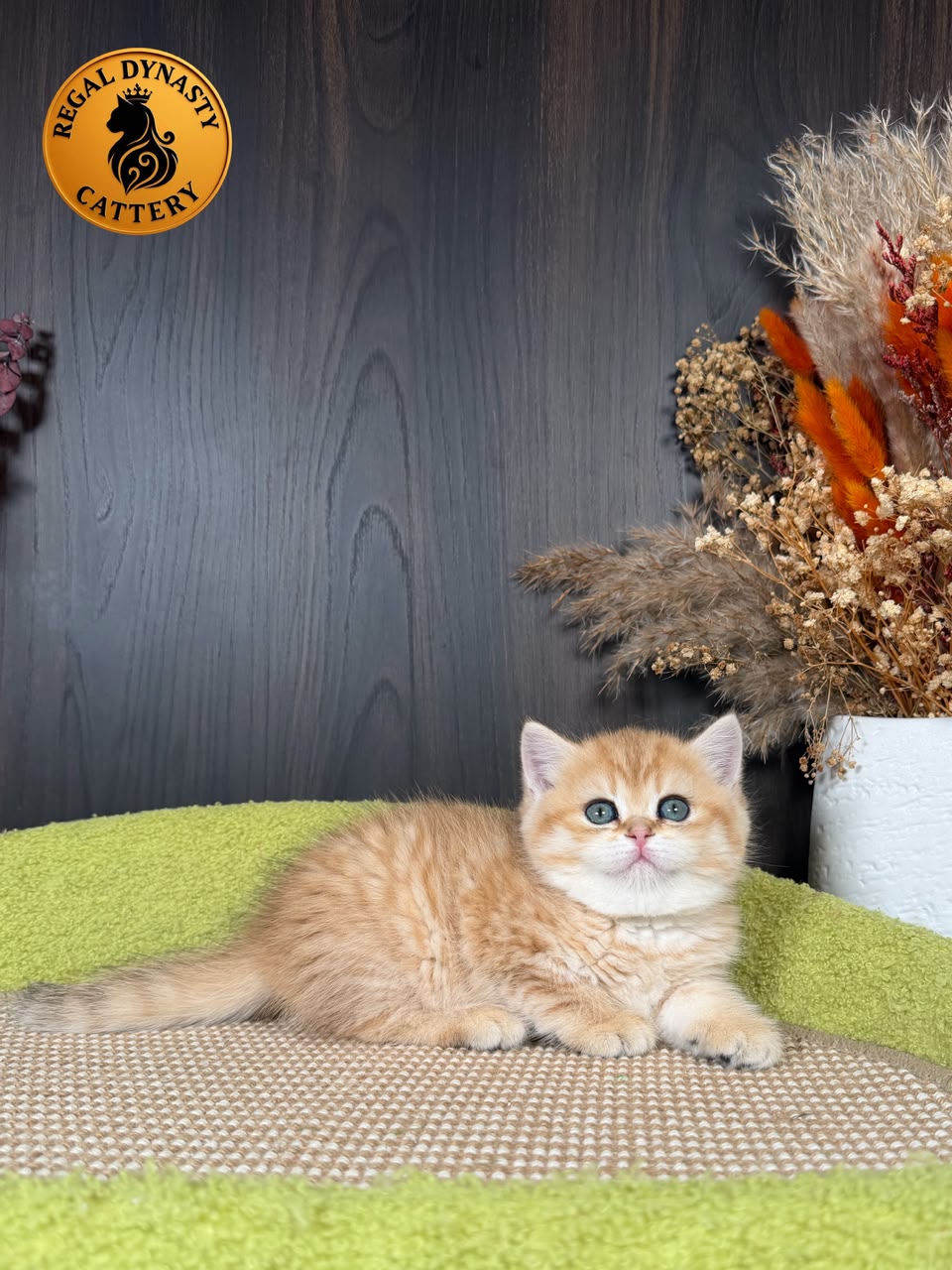 Munchkin Female – Long Legs - Image 3