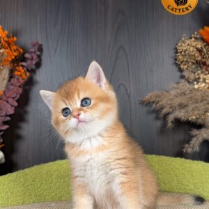 Munchkin Male – Long Legs