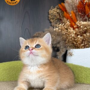 Munchkin Male – Short Legs