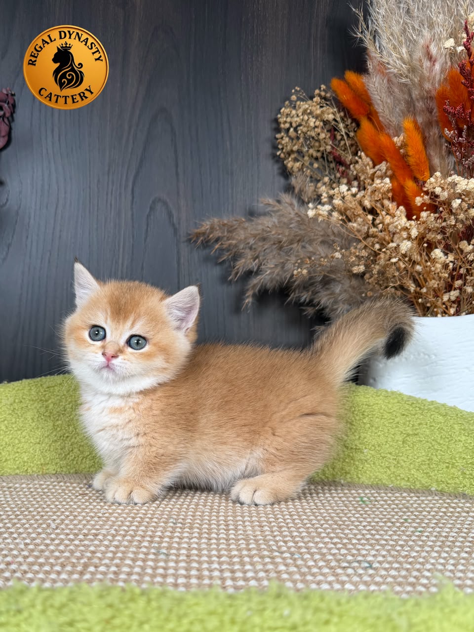 Munchkin Female – Short Legs - Image 5