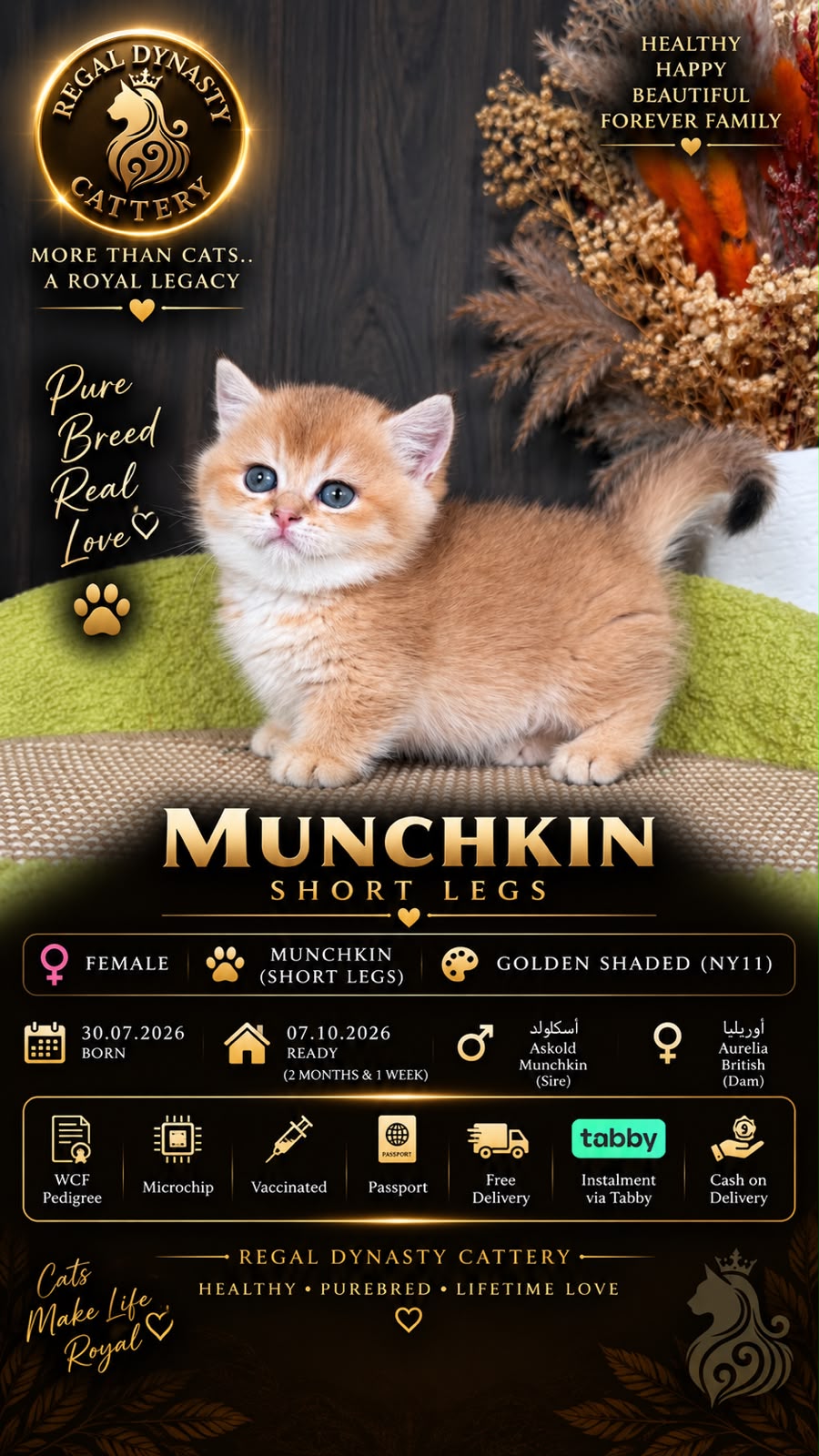 Munchkin Female – Short Legs - Image 2