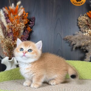 Munchkin Female – Short Legs