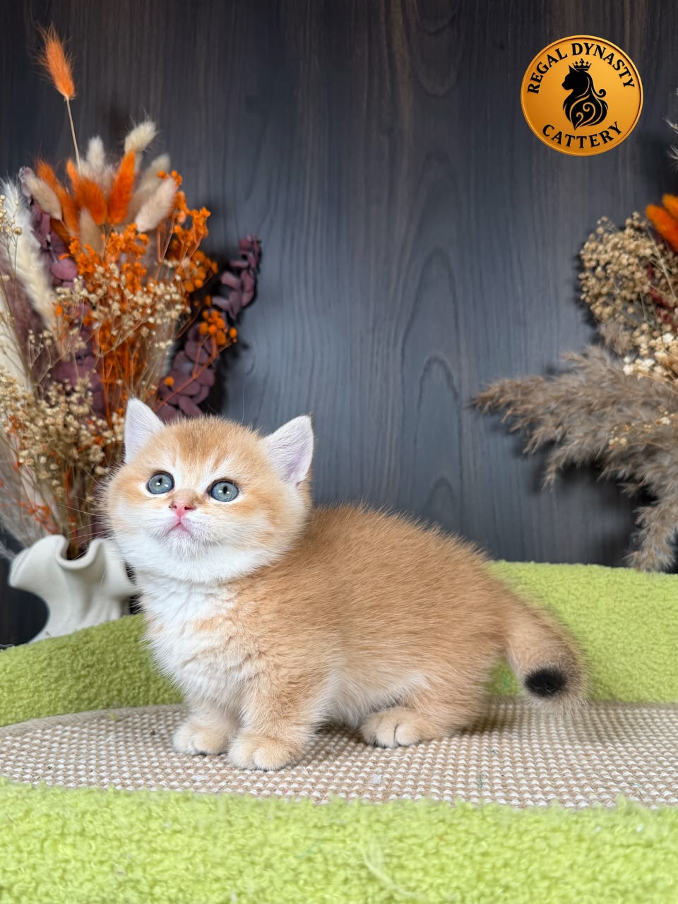 Munchkin Female – Short Legs