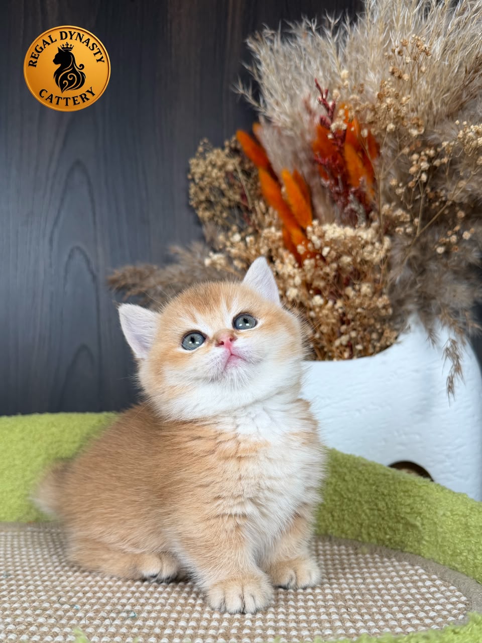 Munchkin Female – Short Legs - Image 4