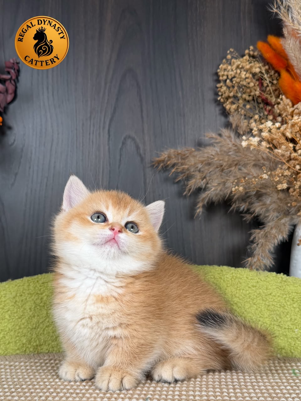 Munchkin Female – Short Legs - Image 3