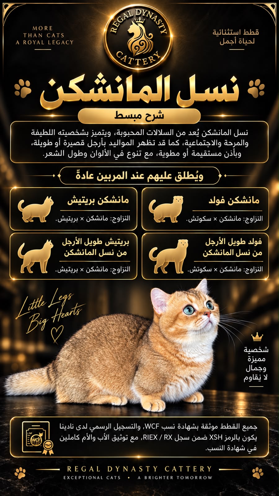 Munchkin Female – Short Legs - Image 6
