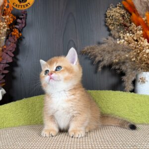 Munchkin Male – Short Legs