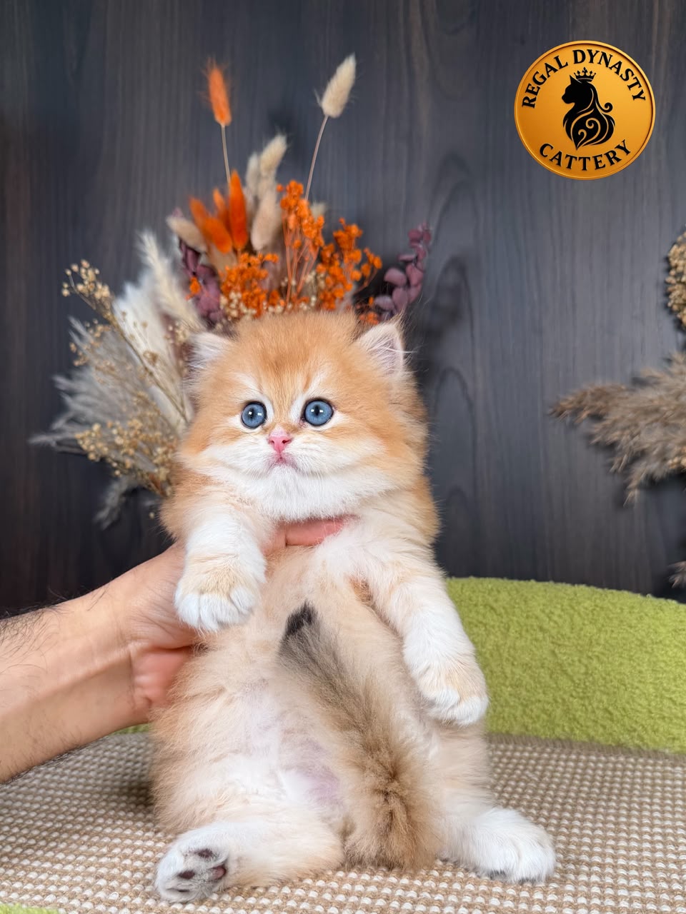 British Longhair Male - Image 5
