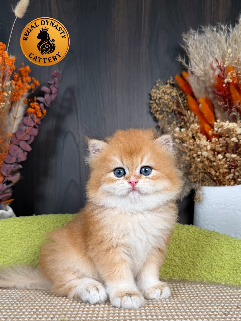 British Longhair Male - Image 4