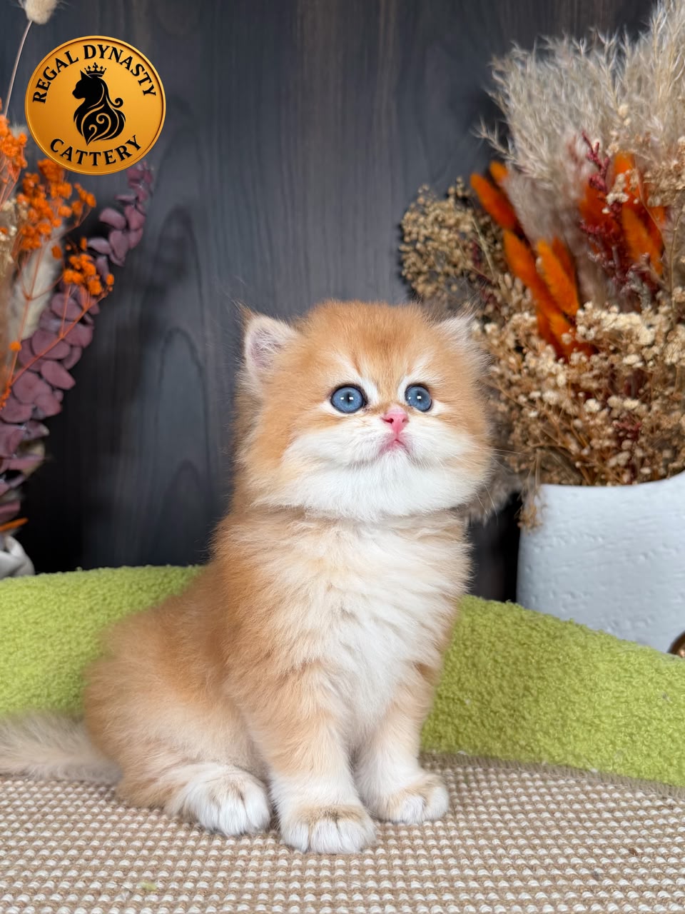 British Longhair Male - Image 6