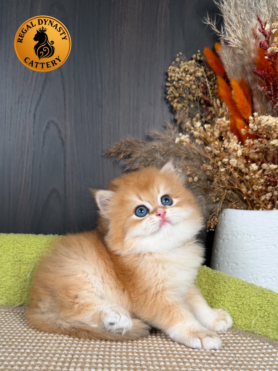British Longhair Male - Image 3