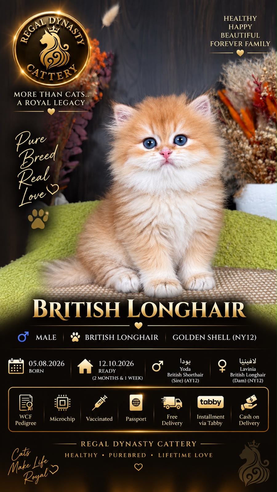 British Longhair Male - Image 2