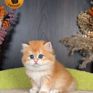 British Longhair Male