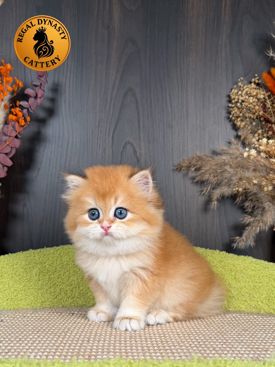 British Longhair Male