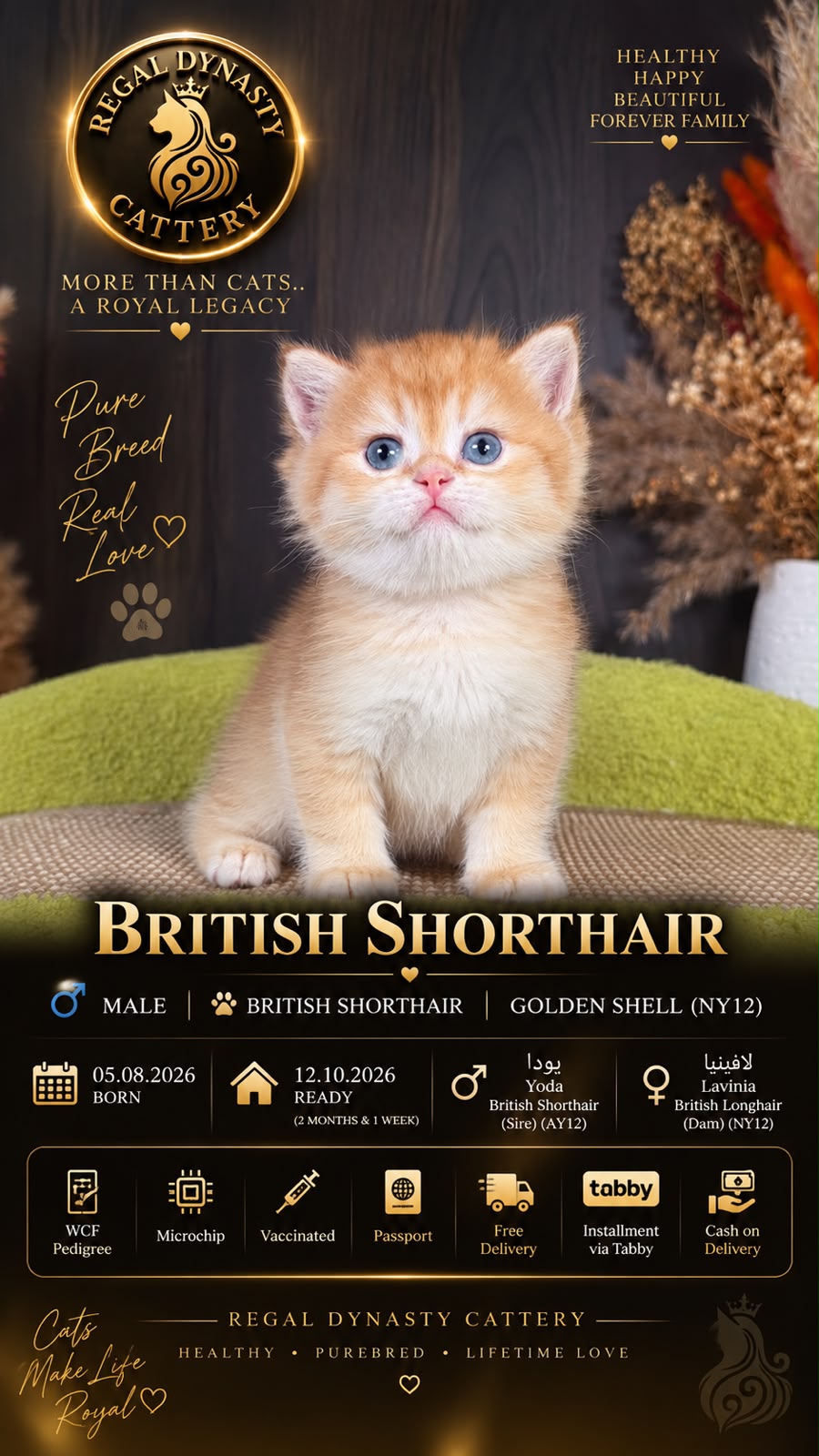 British Shorthair Male - Image 2