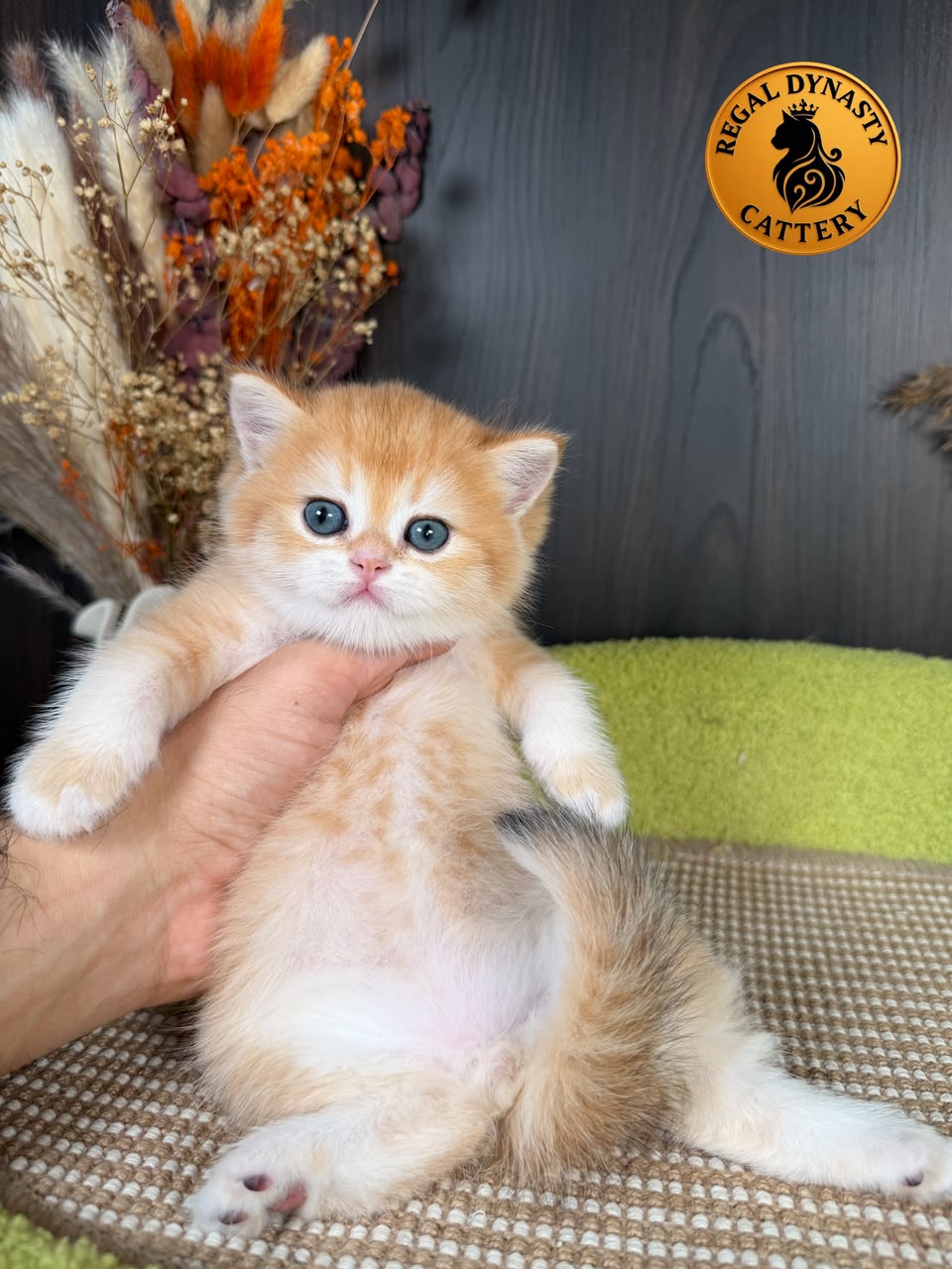British Shorthair Male - Image 4