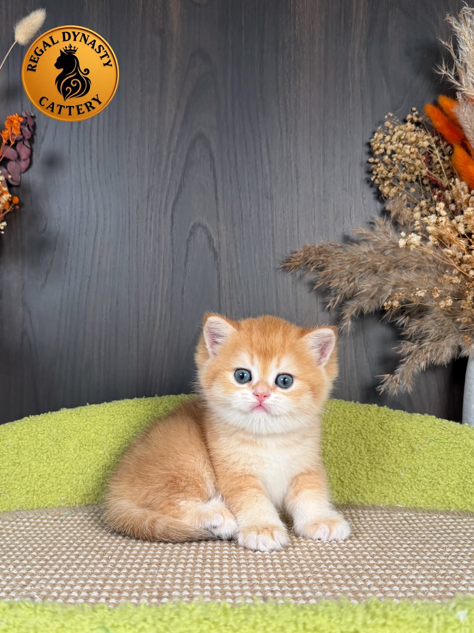 British Shorthair Male - Image 5