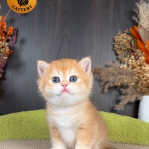 British Shorthair Male