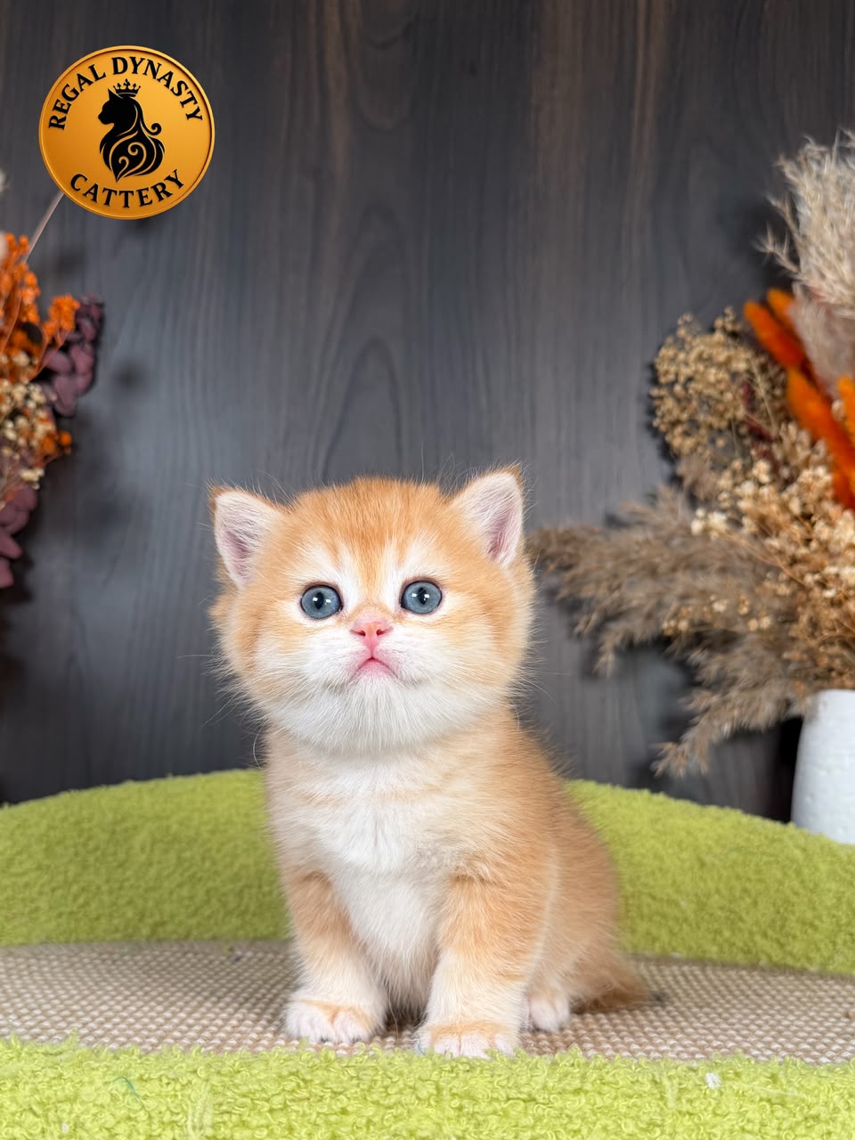 British Shorthair Male