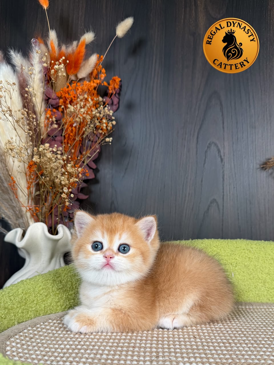 British Shorthair Male - Image 3