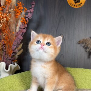 British Shorthair Male