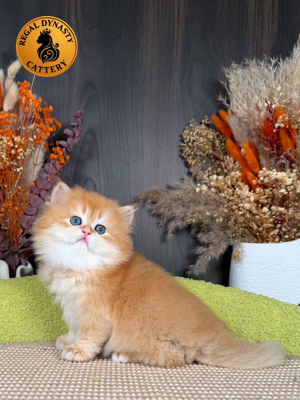 British Longhair Male - Image 4