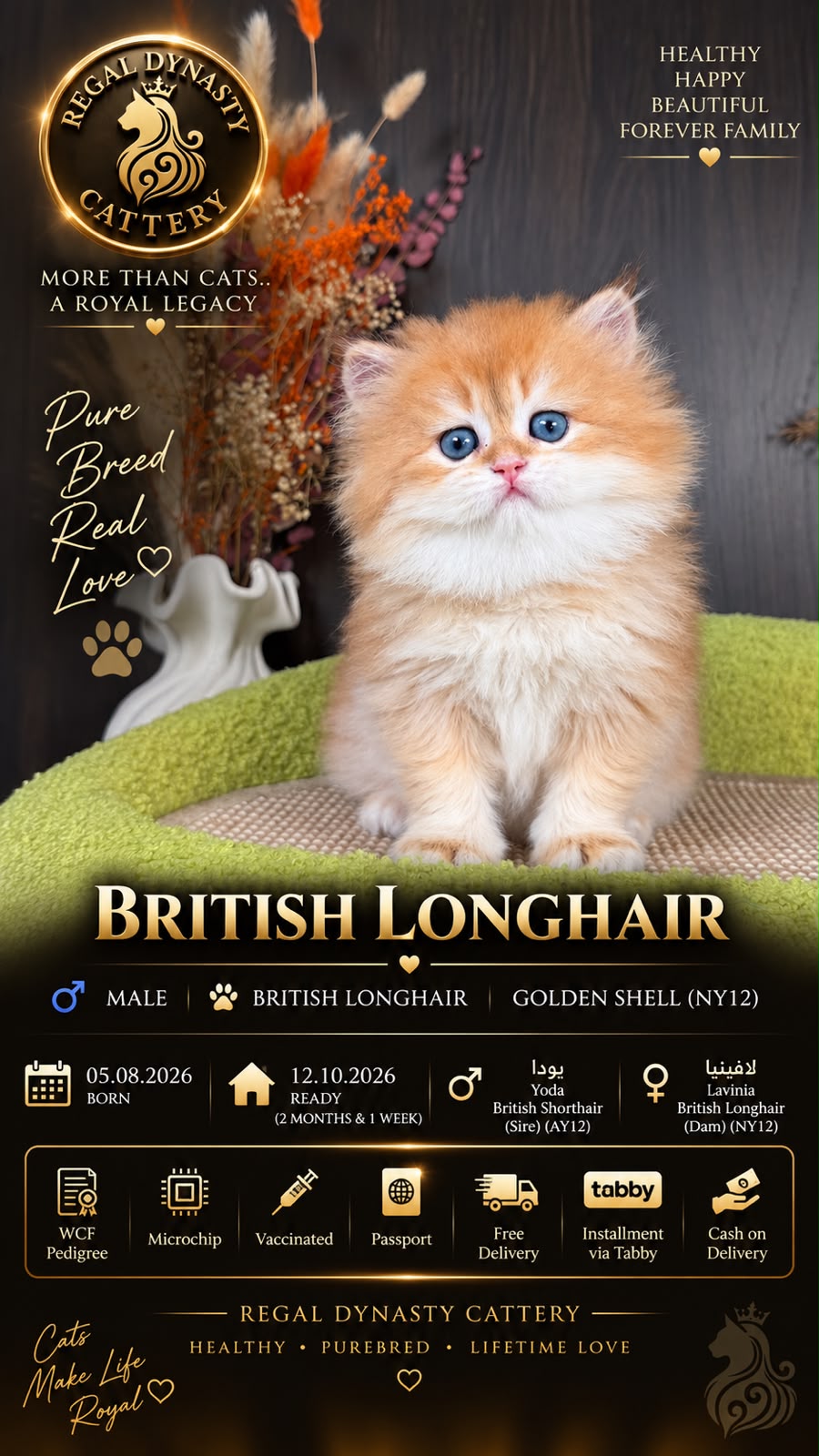British Longhair Male - Image 2