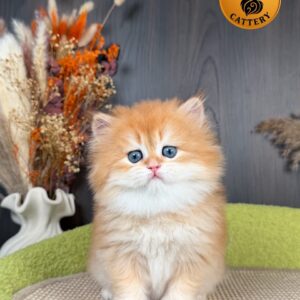 British Longhair Male