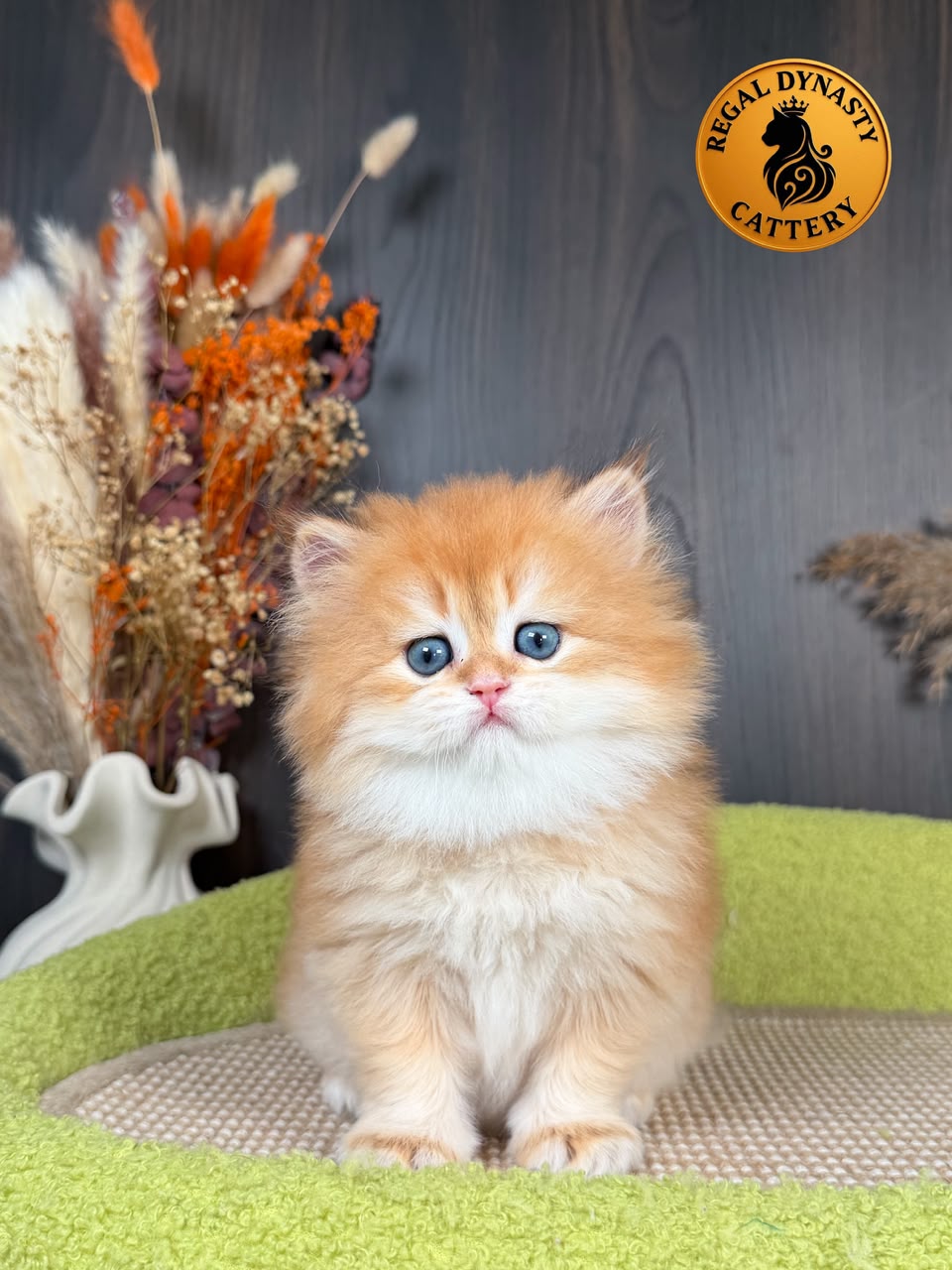 British Longhair Male