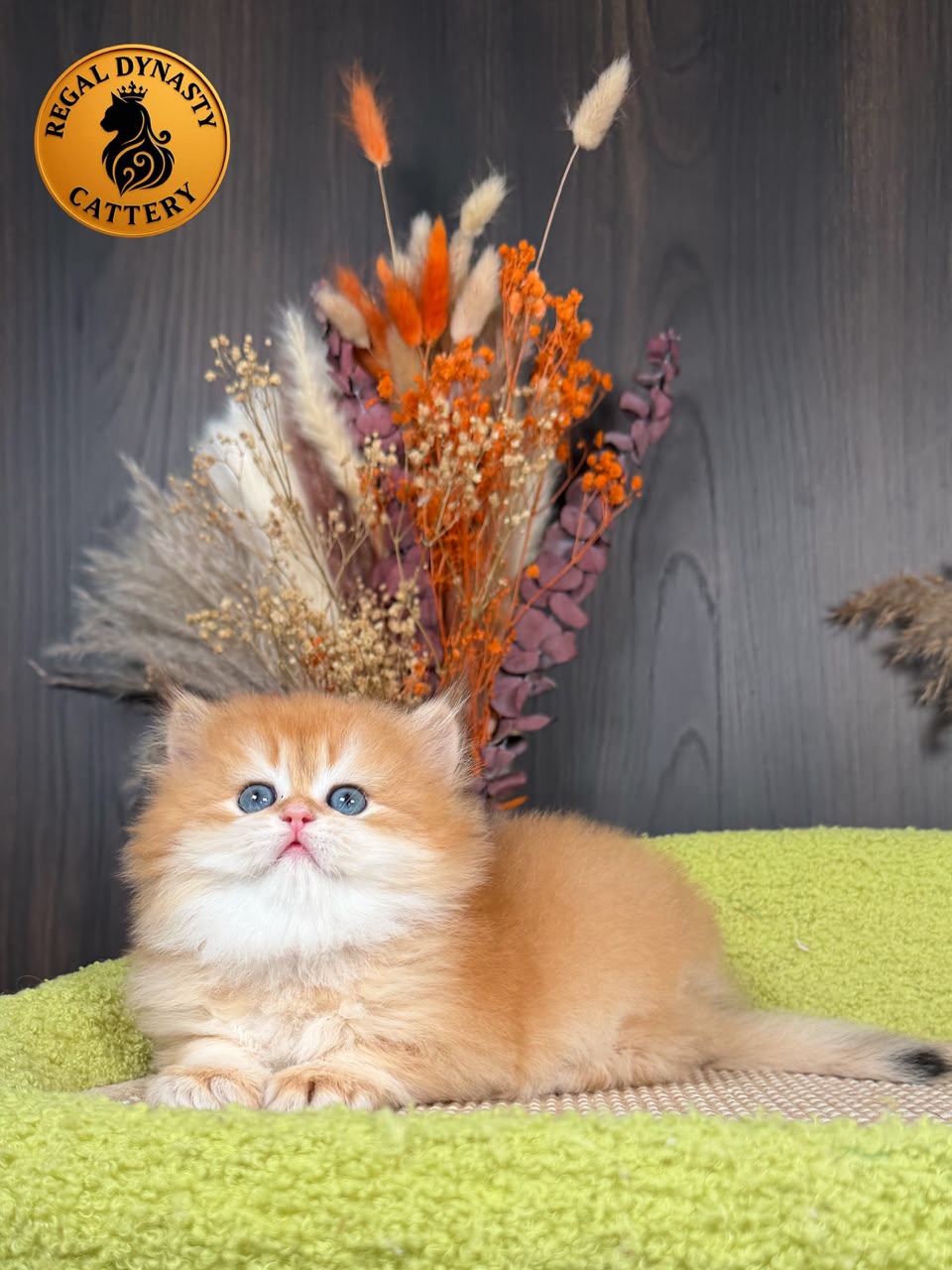 British Longhair Male - Image 3