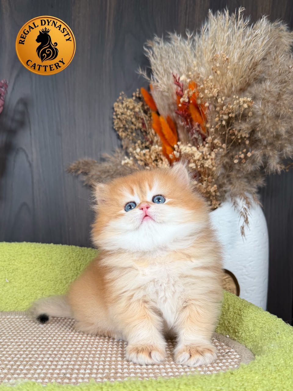 British Longhair Male - Image 5