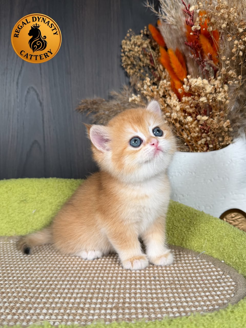 British Shorthair Female - Image 5