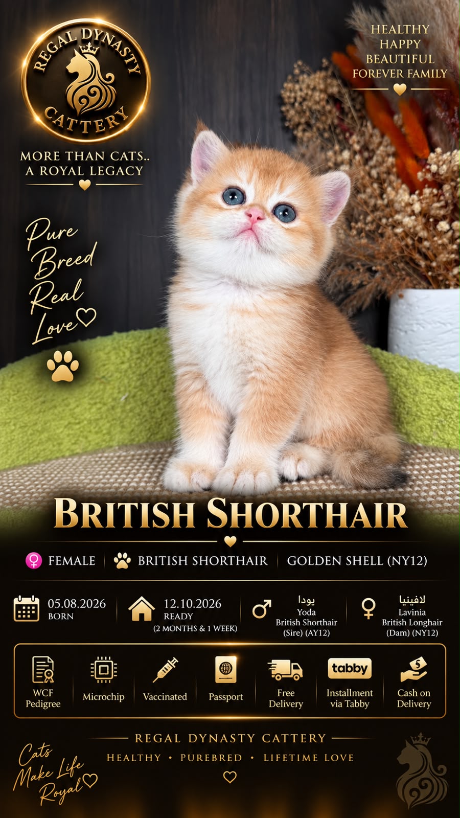 British Shorthair Female - Image 2