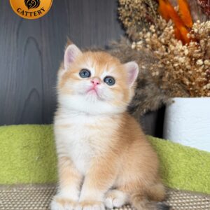 British Shorthair Female