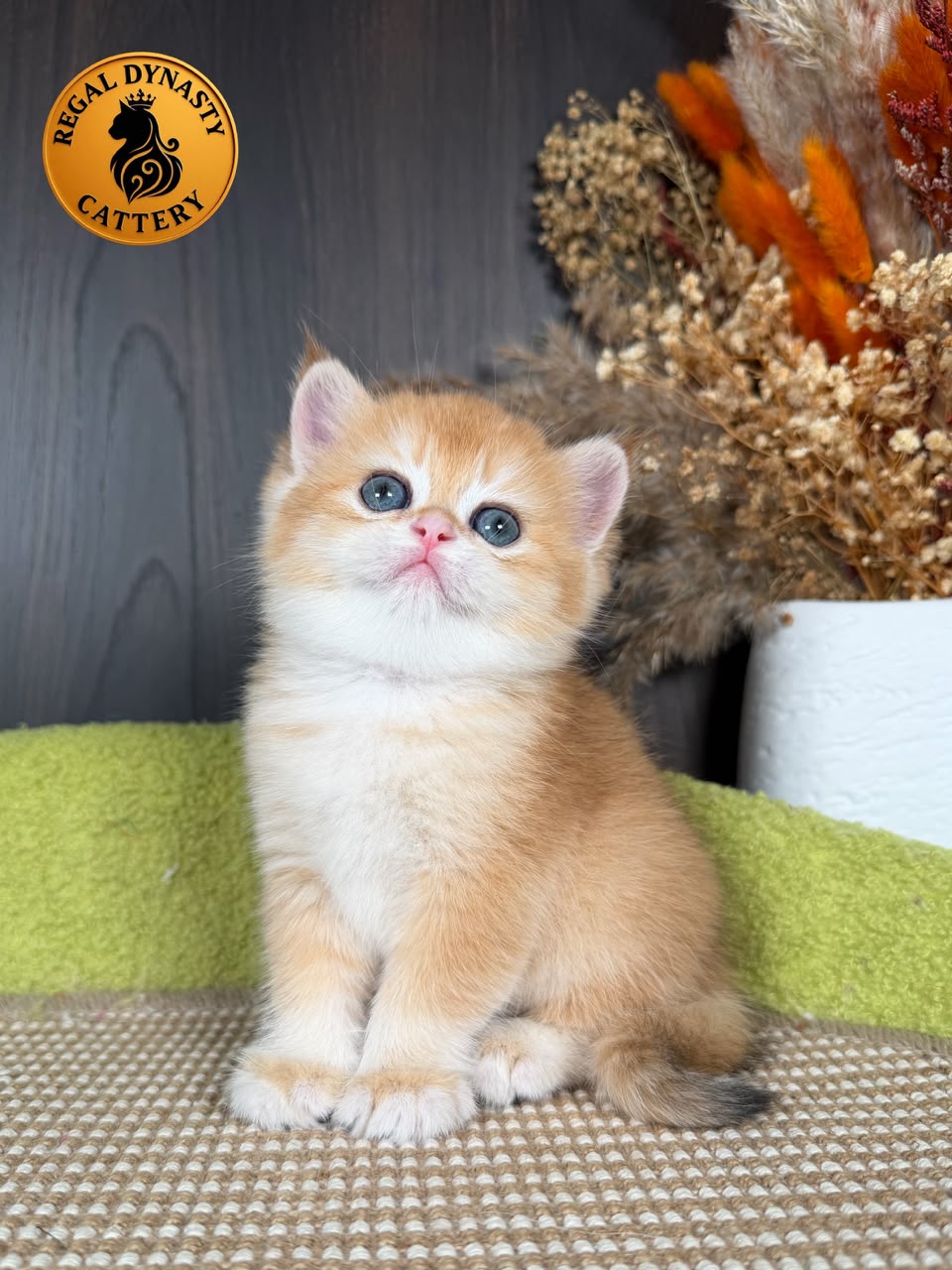 British Shorthair Female