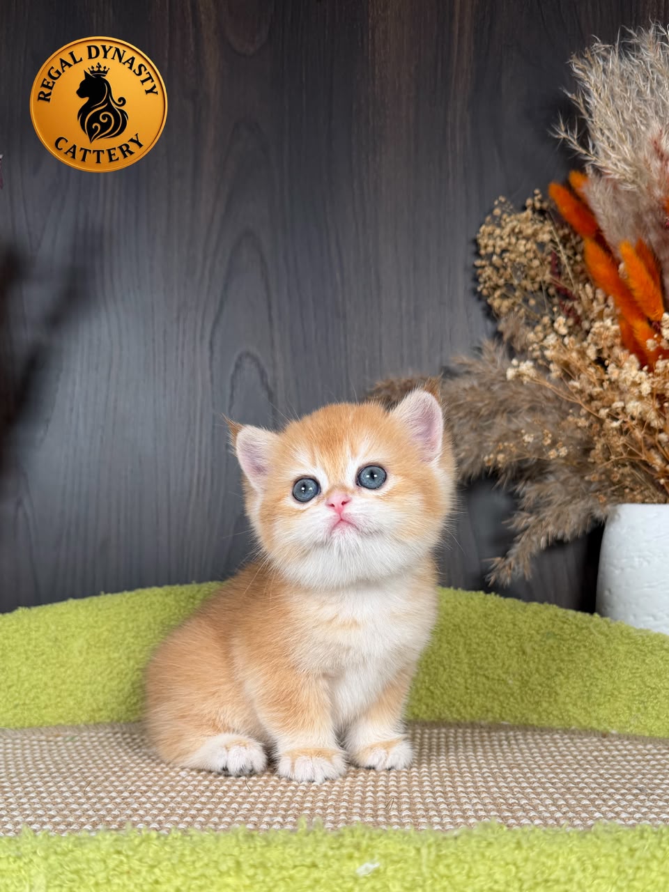 British Shorthair Female - Image 3