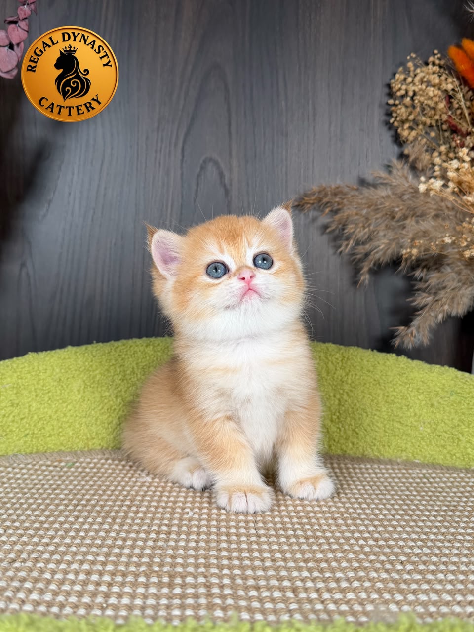 British Shorthair Female - Image 4