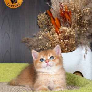 Munchkin Male – Long Legs