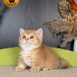 Munchkin Female – Short Legs